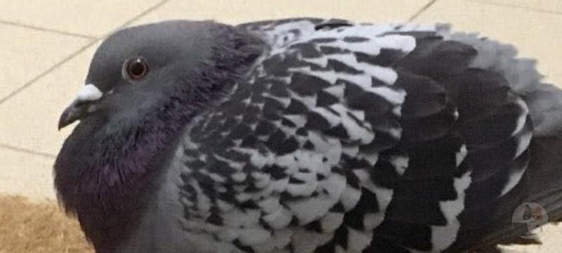 【悲報】ハトさん🐦鳥のくせに巣が上手に作れない