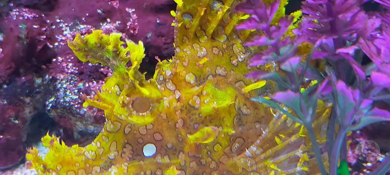 【画像】ワイが水族館で見つけた面白い魚の写真wwwwwwwwwwwwww