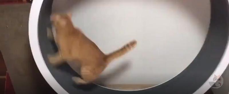 デブ猫「ダイエットするで!」