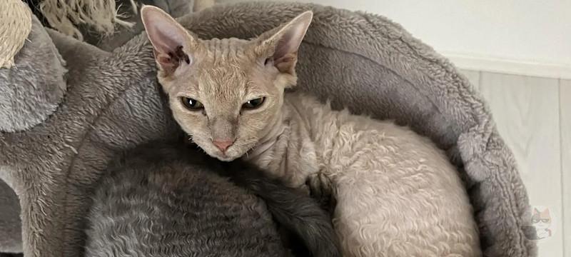 【画像】ワイん家のネッコが可愛過ぎるんやがwwwwwww