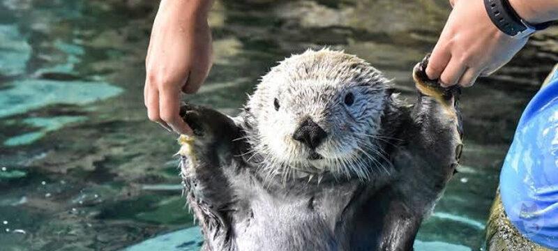 ラッコって日本に3匹しかいないんやろ?ほんで鳥羽動物園には2匹居るけど、どっちもメス