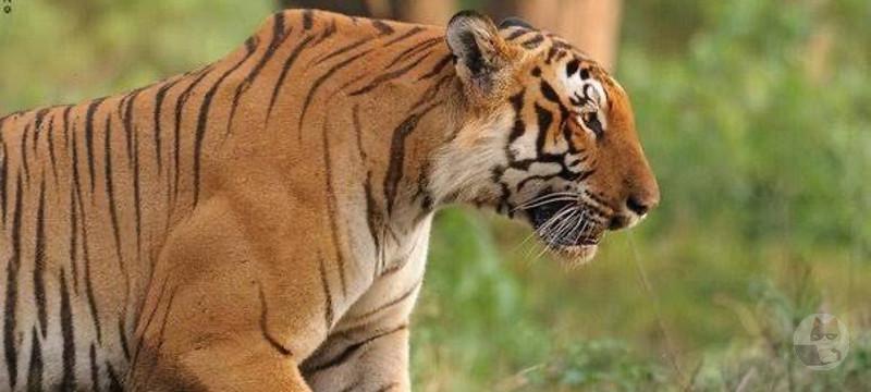 【画像】虎さん、筋トレ無しでゴリマッチョな模様