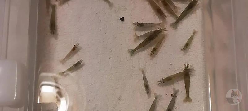 【画像】このヌマエビをガサガサで捕ってたら警察官に職務質問された