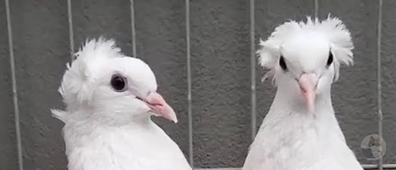 【画像】オシャレな鳩さん発見される