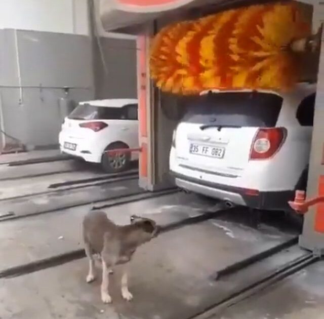 【画像】イーヌ「おっ洗車機やんけ・・・入ったろ!」