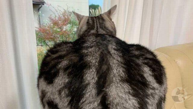 魔王(どう見ても猫)『待っていたぞ、勇者よ』ゴゴゴゴゴゴゴゴゴゴゴゴゴゴゴゴゴゴゴ←喉を鳴らしている音