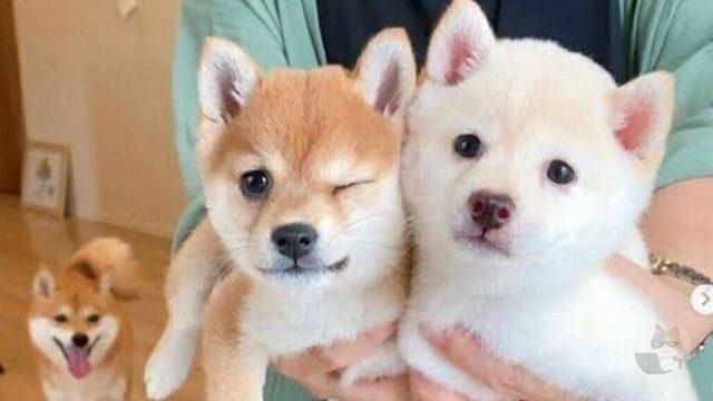 【画像】柴犬の子犬、頭がおかしいくらいかわいい