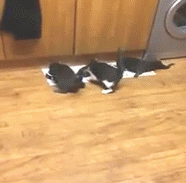 猫って絶対自分が可愛いの知っててあざとく振る舞ってるよな