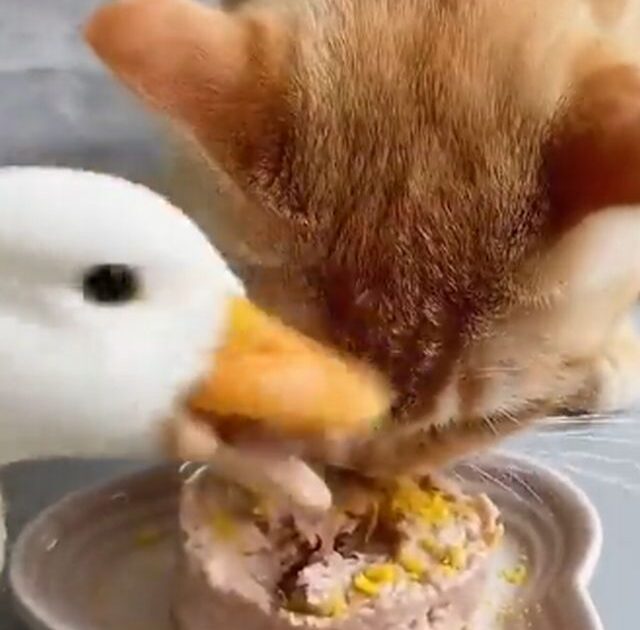 猫「餌うめえなあ……」???「うおおおおおお!!!」