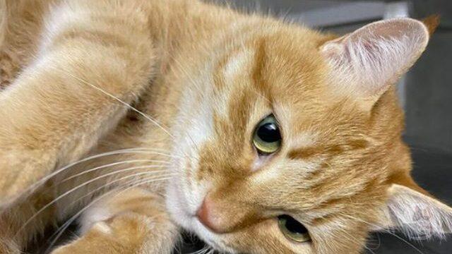 おまえんちの猫が世界一可愛い