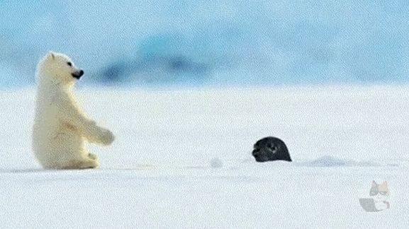【gif】アザラシさん、息継ぎのために水から出た途端に天敵のシロクマに出くわしてしまう