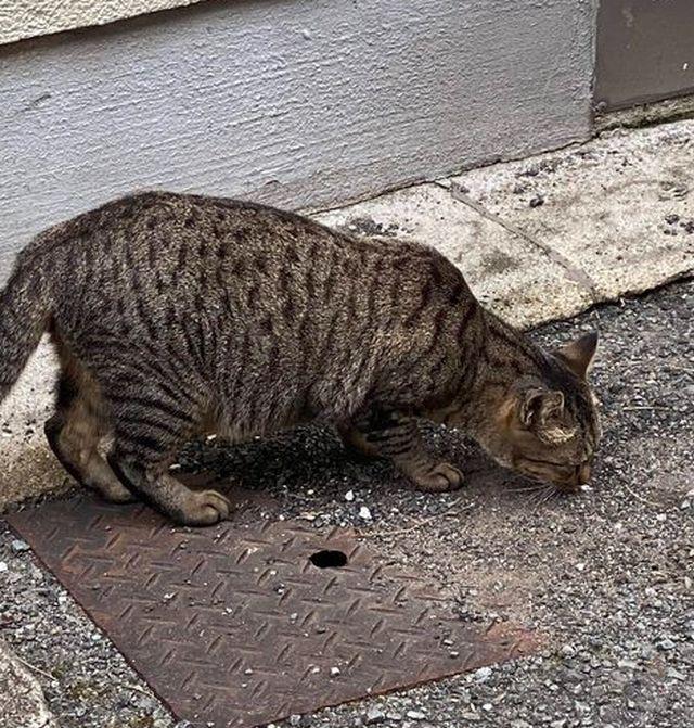 【至急】猫飼おうと思うんだが詳しい香具師おる?wwwwwwwww
