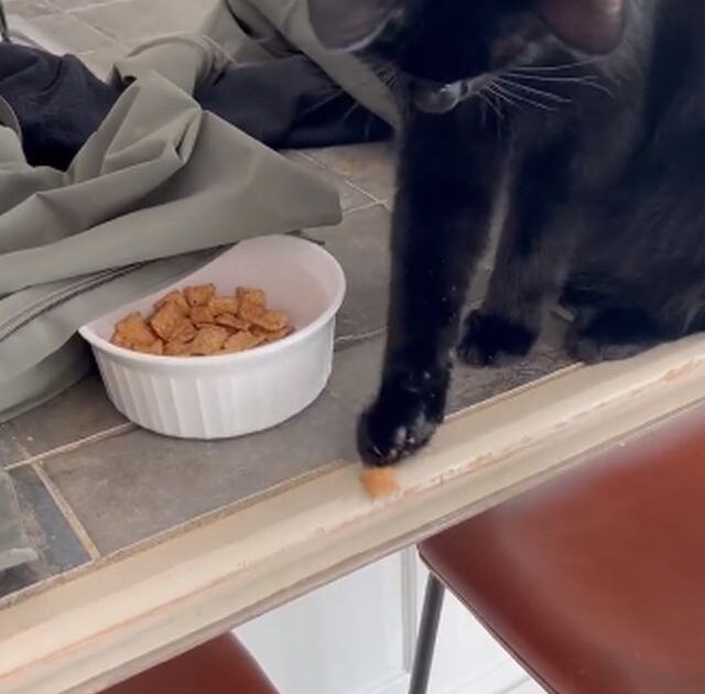 【動画】ネコ、クソ性格悪い