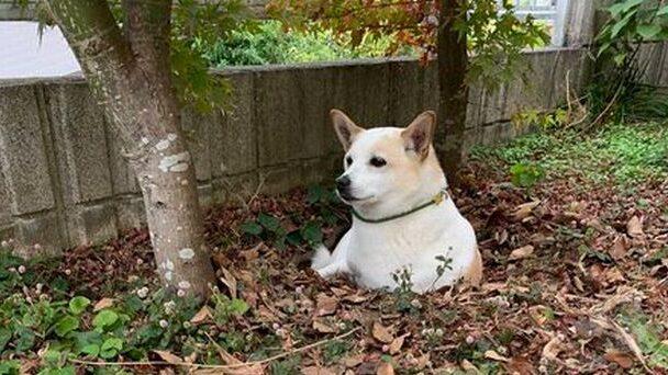 【悲報】犬、自分で掘った穴に埋まる