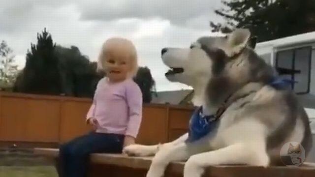 近所散歩してるハスキー犬が可愛すぎるんやが