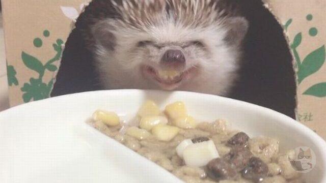 【悲報】イッヌ、邪悪な笑みを浮かべる