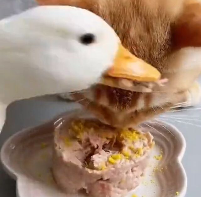 【動画】ネッコ、ご飯をこっそり盗られる