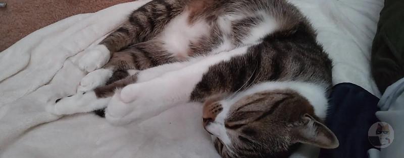 すまんが「猫」って一人暮らしでも飼えるんか?