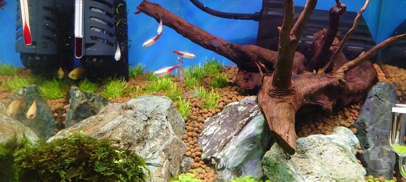 【超画像】ワイの水槽、ガチで綺麗wwwwwwwwwwwwwwwwwwwww