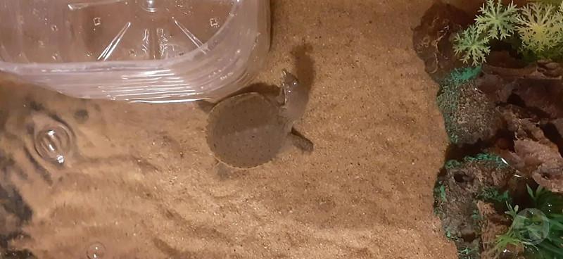 【画像】スッポンの成長記録