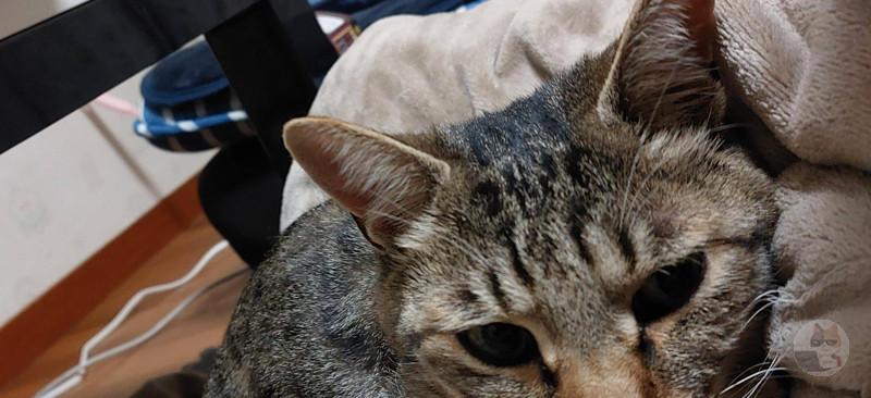 ワインちのネッコ