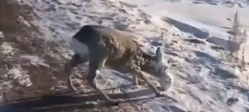 【動画】アメリカの鹿さん、顔面が凍ってしまう