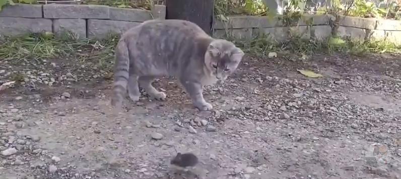 【動画】野生のねずみさん、捕食されてしまう
