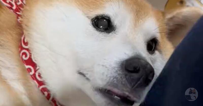 誇り高き狼に遺伝的に最も近い犬、飼い主に撫で撫でを要求してしまう