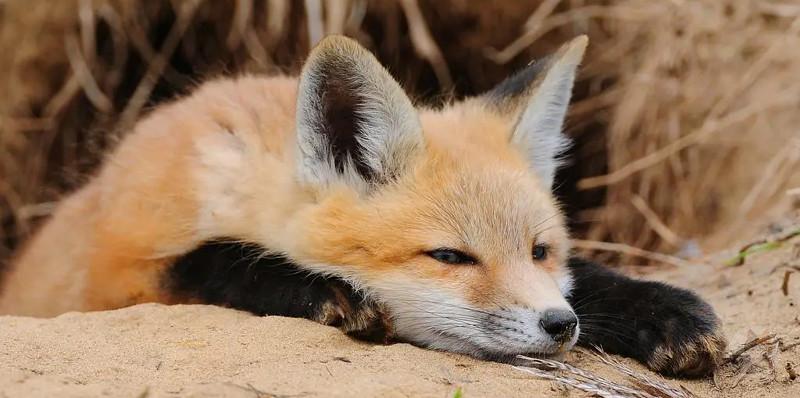 みなさんは野生のキツネさんみたことありますか?✋🥺