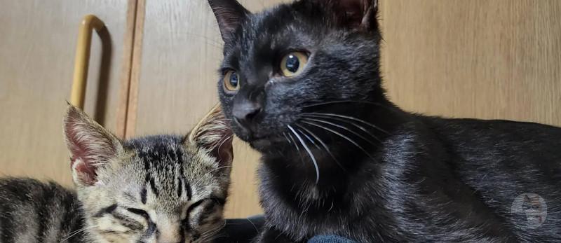 弘ったネッコ育ててる😳👉😺