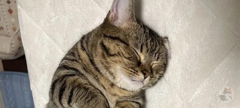 【朗報】猫、すやすや眠る