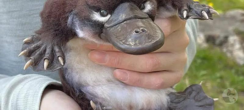 【画像】この突然変異のアヒルキモすぎワロタwwwwwwwwwwwwwwww