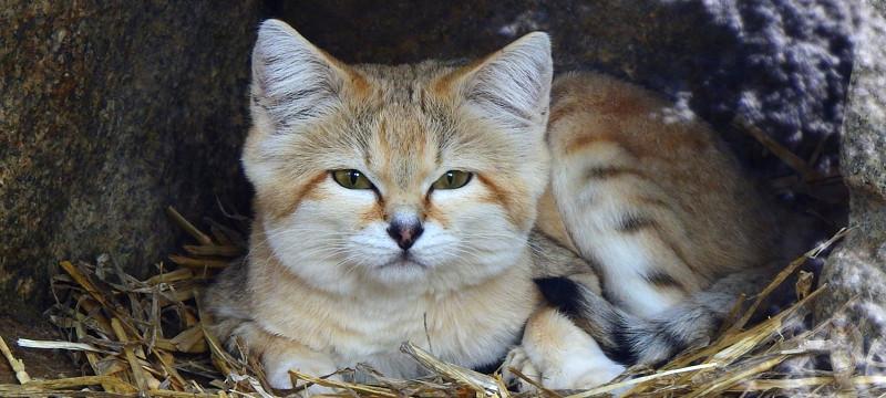 ワイ、スナネコがほしい。