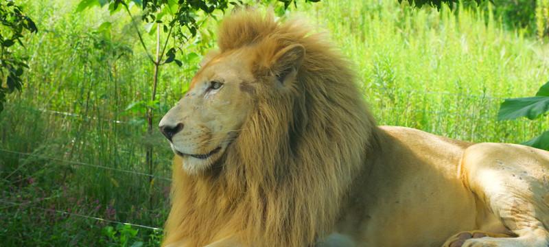 ライオンとかいう百獣の王の名に全く相応しくないデカい猫www