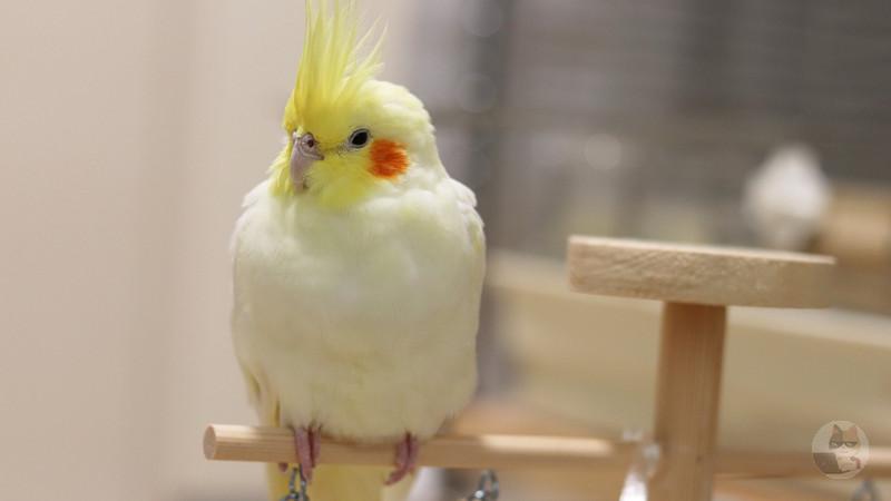 【悲報】ペットとして飼われたインコやオウムの高齢化が深刻