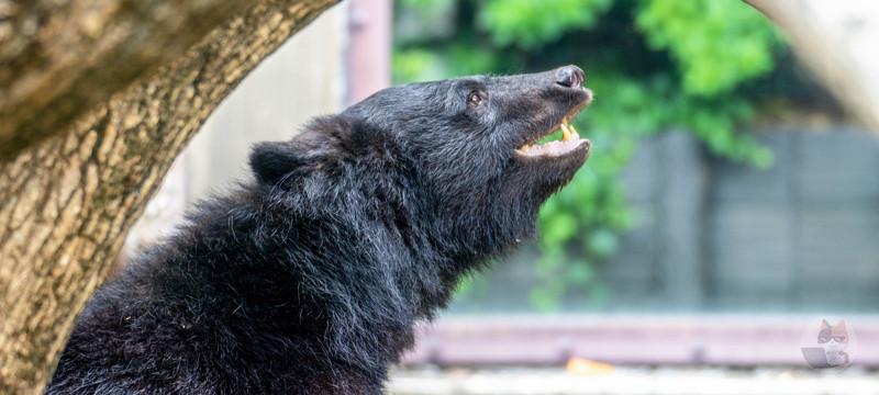 【画像】クマの毛が抜けた結果wwwwwwwwwwwwwwwwwwwwwwww