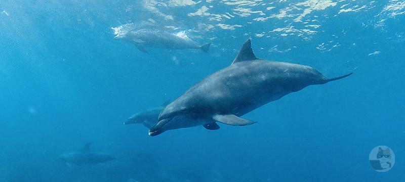 【悲報】東京湾、トド・クジラに続きイルカ100頭が押し寄せるｗｗｗｗｗｗｗｗｗｗ