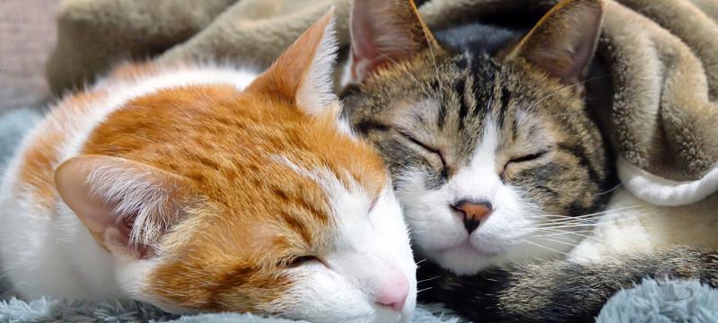 人類「猫可愛いな…育てたろ!」