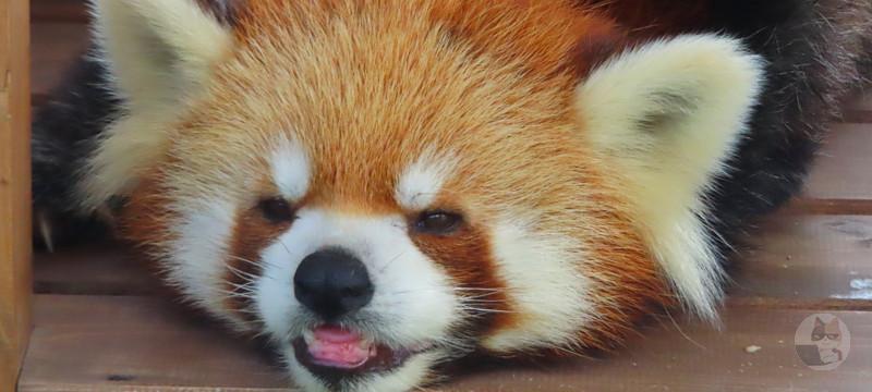 【悲報】レッサーパンダさん、外に締め出されてしまう