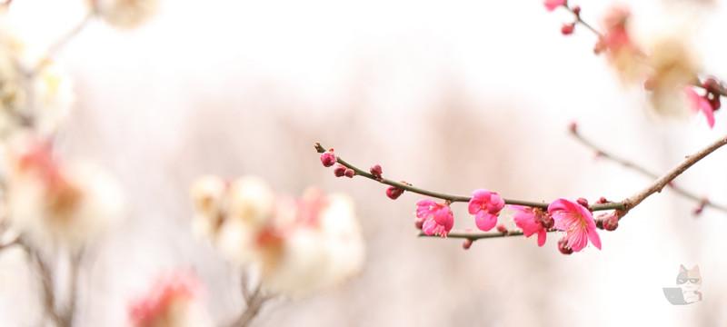 ワイんちのネッコ、梅の木の下で寝る