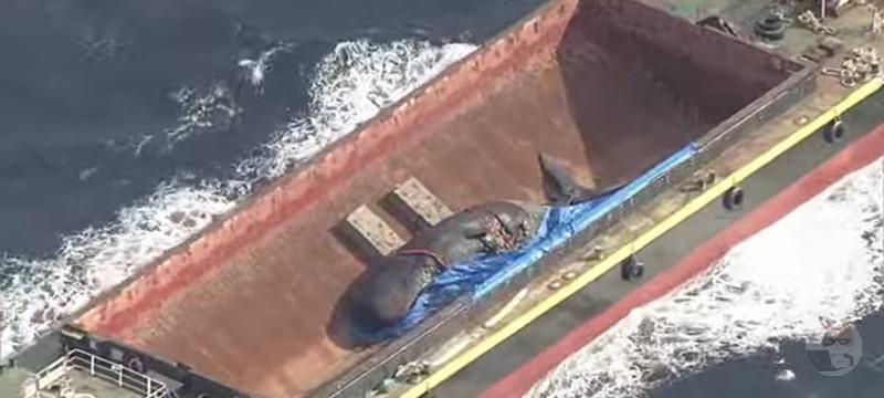 【くじら報】ヨドちゃん、海へ還る