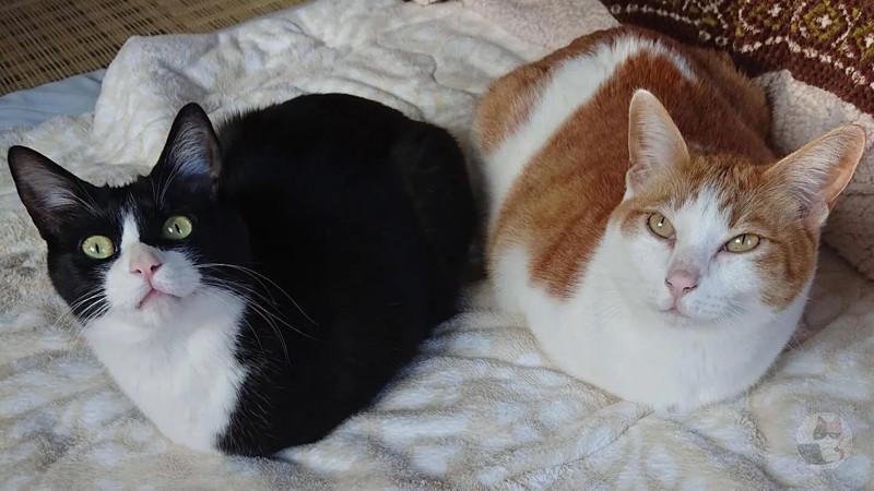 【悲報】ネッコ、懐かない