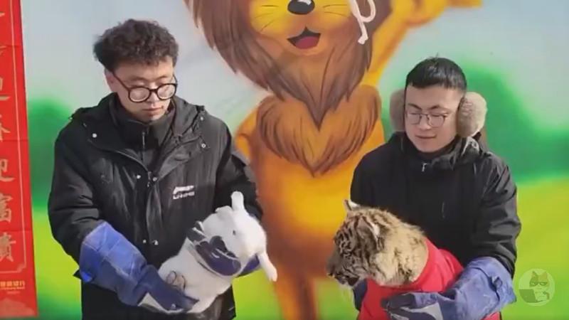 【動画】中国の動物園「ウサギ年からトラ年になるからウサギとトラで仲良くツーショット撮ったろ!笑」