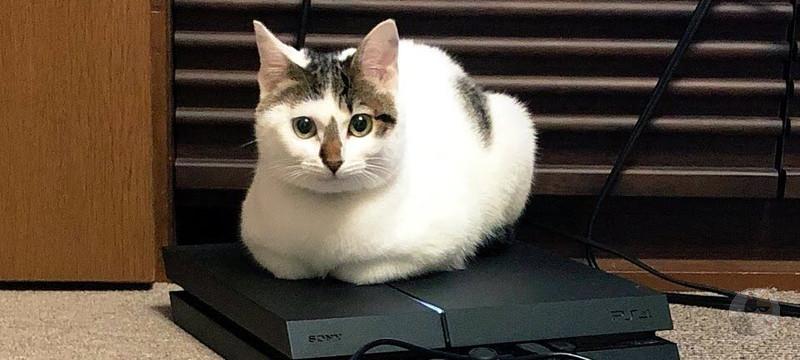 【速報】ネッコ、活動開始