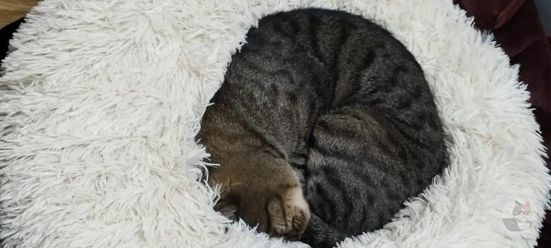 【猫】クッション買っんだけどめちゃよくね?