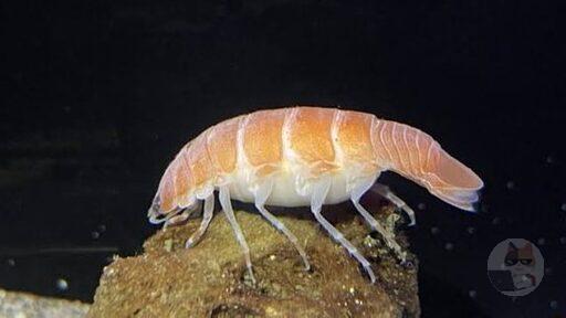 【画像】泳ぐお寿司が見つかる