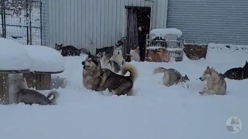 飼い主「イッヌが雪で喜んでる」獣医師「それ寒くて嫌がってるだけだぞ」