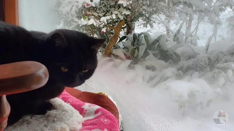 猫が身体焼いてた