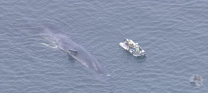 淀川のクジラ🐳逝く😭