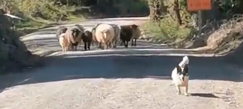 牧羊犬「ごめんやで。ちょっとだけそこどいてくれへんか」